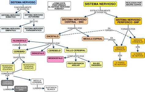 Arriba Imagen Mapa Mental Sistema Reproductivo Abzlocal Mx