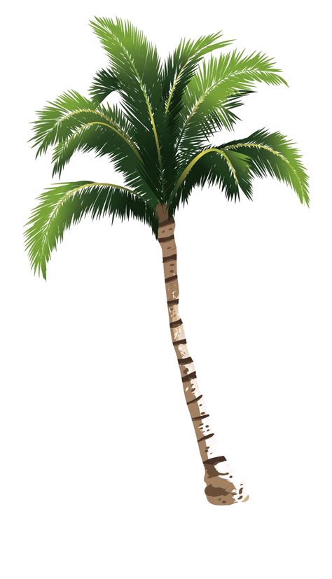 Long Coconut Tree Png Hd Image Png All