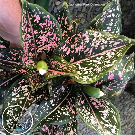 Aglaonema Pink Dalmation Fernandforest