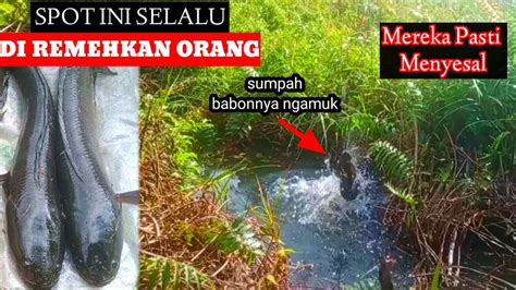 Spot Mancing Yang Diremehkan Mancing Gabus Betok Youtube