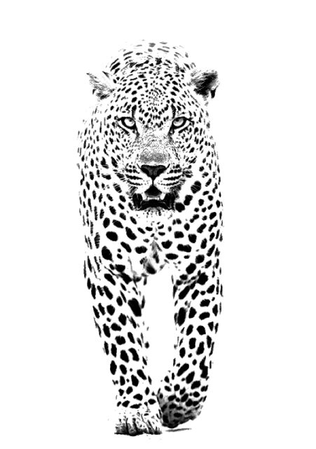 Leopard Jaguar Tiger Cheetah Lion - Leopard/Cheetah Free Png Image | Leopard tattoos, Leopard ...