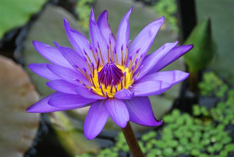Hyacinth bulbs bloom in spring, producing clusters of tiny blue or purple flowers that resemble grapes. Purple and Yellow Lotus Flower · Free Stock Photo