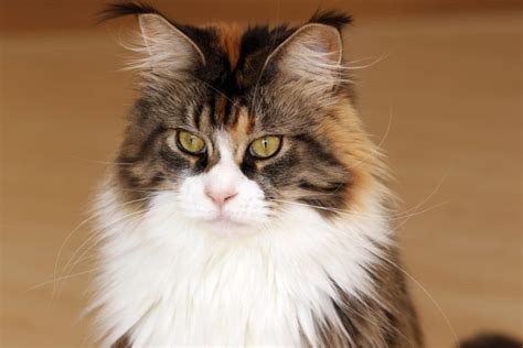 Maine Coon The Gentle Giant Of Cats Did You Know Pets