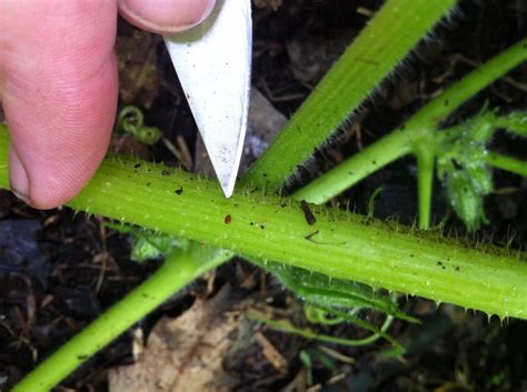 Squash Vine Borer Eggs Photo