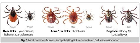 Ticks And Lyme Disease