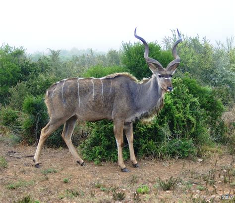 There's lesser and greater kudu. Panoramio - Photo of Lesser Kudu