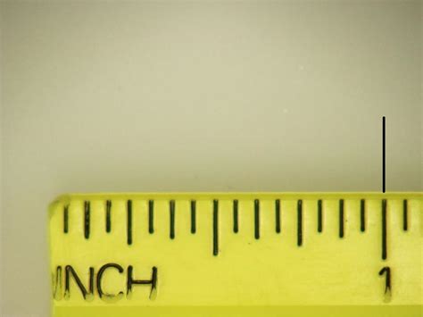 Ruler Showing 14 Inch