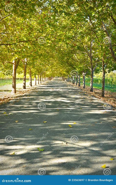 Alley Of Trees Editorial Photography Image Of Perspective 23563697