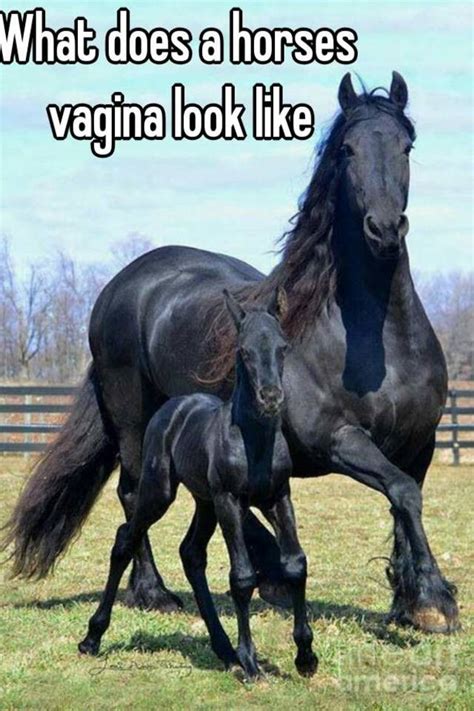 Check spelling or type a new query. What does a horses vagina look like