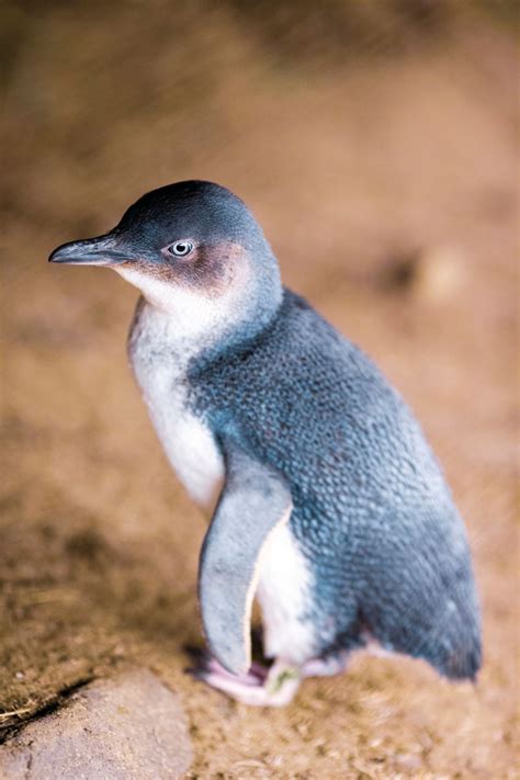 How many species of penguins live in antarctica? fairy penguin 2MP