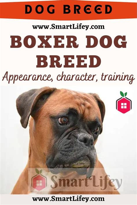 Boxer Dog Breed Appearance Character Training