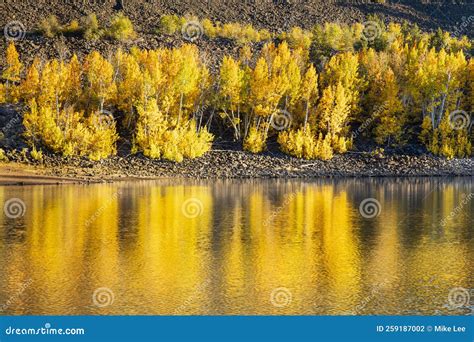 Aspens In Fall Color And Late Day Golden Hour Light Crater Lake