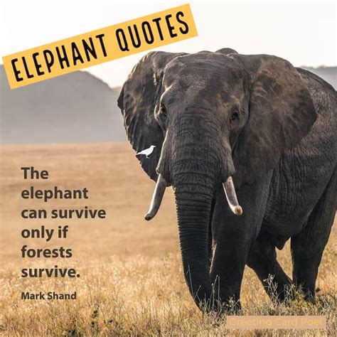 117 Elephant Quotes That Capture The Magnificence Of This Animal