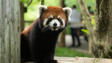Columbus Zoo Searching For Red Panda Kora After Escape From Habitat