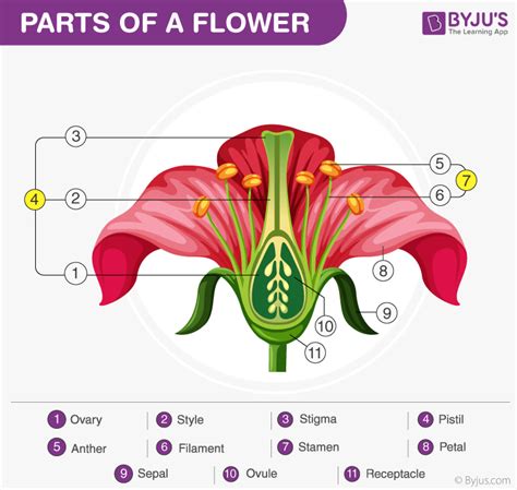 Sexual Reproduction In Flowering Plants An Overview