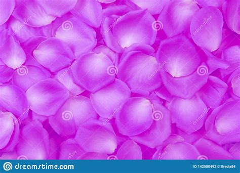 Neon Pink Color Of Pink Rose Petals Top View Stock Photo Image Of