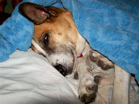 Maybe you would like to learn more about one of these? Gina comfortably sleeping beside me. Gina cómodamente durm ...