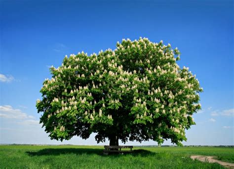 Il est fortement prisé pour ses feuilles caduques et arrondies qui se. Arbre persistant : lequel choisir pour son jardin