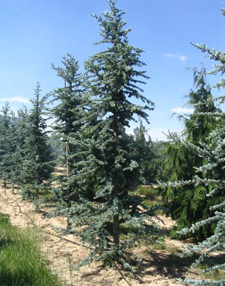 Cedrus Atlantica ‘glauca Moon Nurseries