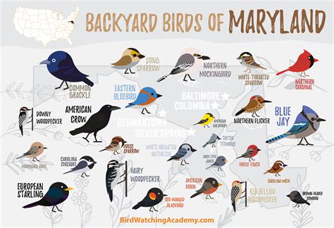Backyard Birds Of Maryland Bird Watching Academy