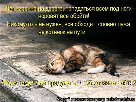 Известный криминальный авторитет, вор в законе альберт гейдаров (алик рыжий) был убит в понедельник в москве. Смешные картинки котят с надписями (35 фото) 🔥 Прикольные ...