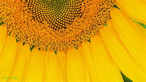 Yellow Sunflower Hd Wallpaper Wallpaper Flare