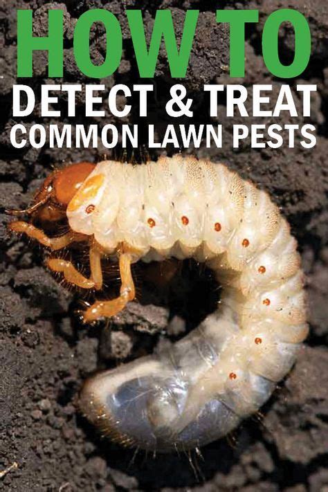 How To Detect And Treat Common Lawn Pests Lawn Pests Garden Pests