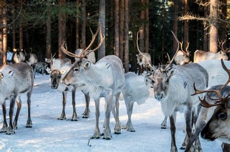 Reindeer Farm Experience In Rovaniemi Rovaniemi Project Expedition