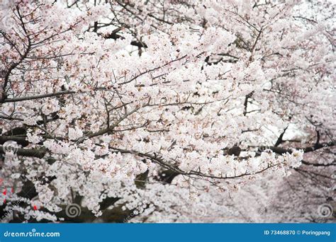 Japanese White Cherry Blossom In Spring Stock Photo Image Of