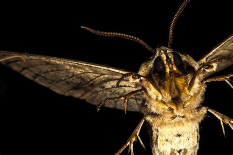 44 Best Night Flying Insects Images On Pinterest Beautiful Camera