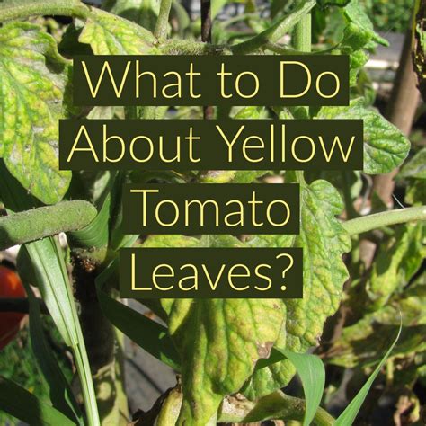 Tomato Plant Wilting From Top Down 9 Reasons For Wilting Tomato