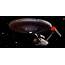 Enterprise  Star Trek The Original Series Photo 3984970 Fanpop