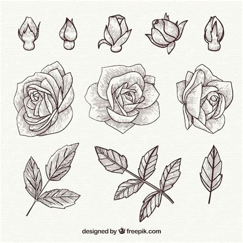 Hand Drawn Roses And Leaves Vector Free Download