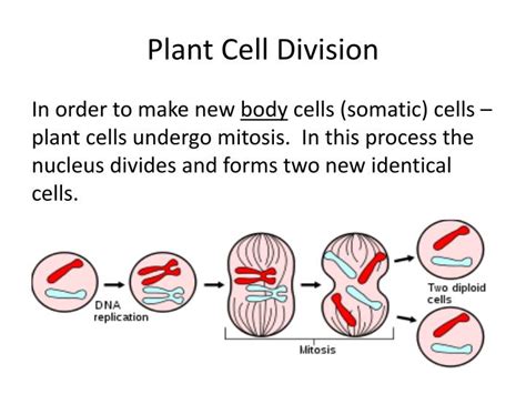 Survival of the eukaryotes depends upon interactions between many cell types, and it is essential that a balanced distribution of types be maintained. PPT - Unit 4 Notes Kingdom Plantae PowerPoint Presentation ...