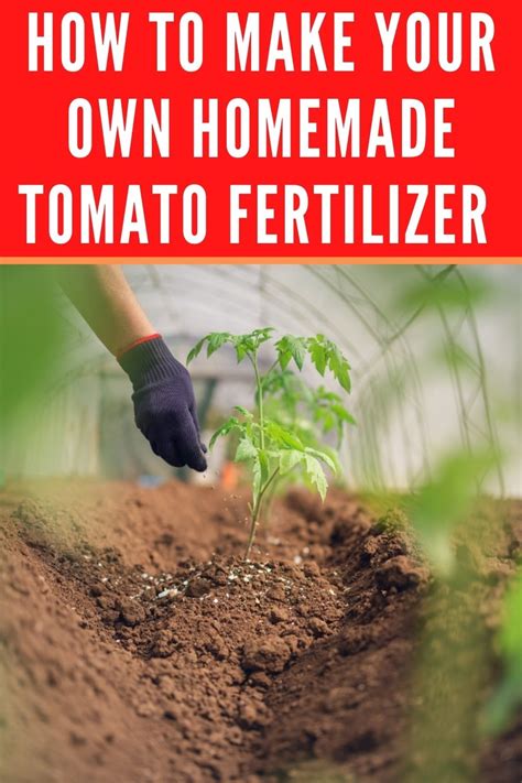 Plant Fertilizer Diy Organic Liquid Fertilizer Tomato Fertilizer
