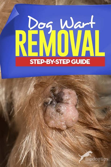Dog Wart Removal Step By Step Guide Top Dog Tips