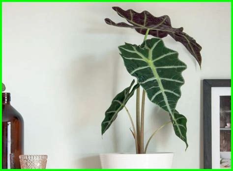Tanaman dengan nama latin aspienium scorpio dan juga lebih dikenal dengan nama pakis sarang burung adalah tanaman hias daun yang tak kalah cantik dan cukup mudah tumbuh dan dirawat. 42 Nama Tanaman Hias Daun, Nama Latin dan Gambarnya