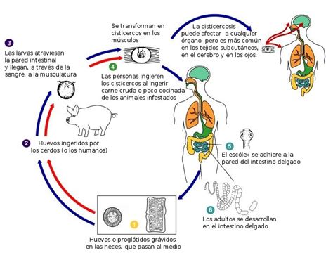 Platelmintos Tenia O Solitaria Ciclo Biológico Yomequedoencasa