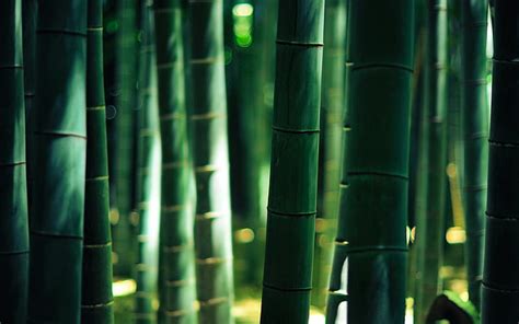 Mách Bạn Nhiều Hơn 94 Hình Nền Bamboo Không Thể Bỏ Qua Cb