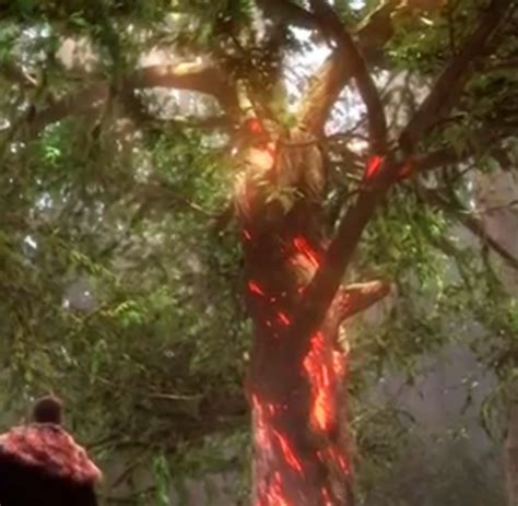 Tree Of Wisdom Once Upon A Time Wiki Fandom Powered By Wikia