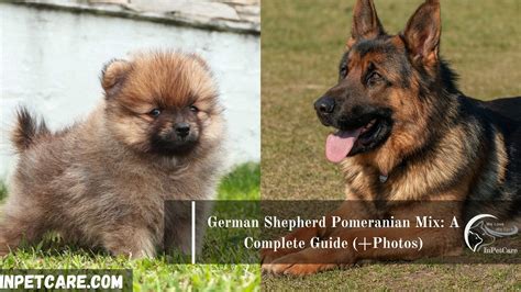 german shepherd pomeranian mix a complete guide photos