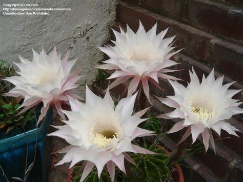 Plantfiles Pictures Echinopsis Species Easter Lily Cactus Sea Urchin