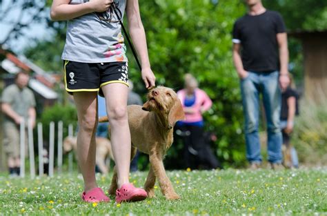 New Research Project Explores Training From A Canine Perspective Dogs