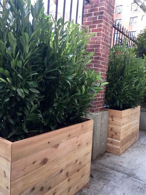 Custom cedar planters with evergreen shrubs for privacy. www