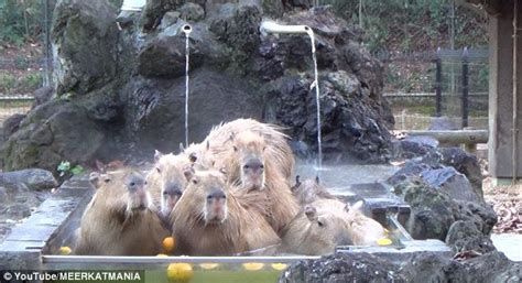 Capybaras Enjoy A Soak In Hot Springs To Warm Up On A Chilly Day