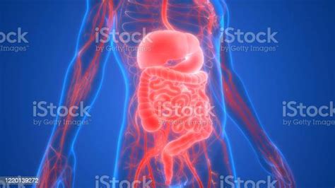 Anatomía Del Sistema Digestivo Humano Foto De Stock Y Más Banco De