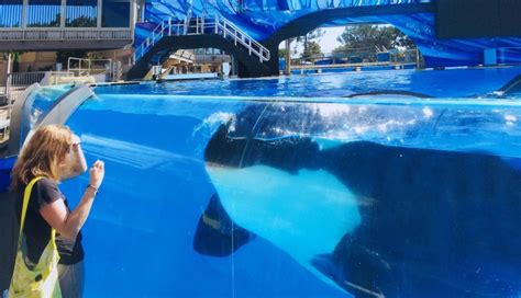 These Are The Last Orcas To Ever Live In Seaworld Tanks The Dodo