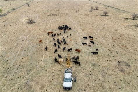 Texas Cattle Deaths Sparks Mystery Adds To Decades Long Cattle