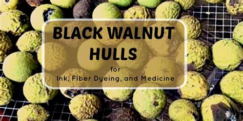 Black walnut dye makes a beautiful, warm, deep brown. Black Walnut Hulls For Dye and Natural Medicine - Timber ...