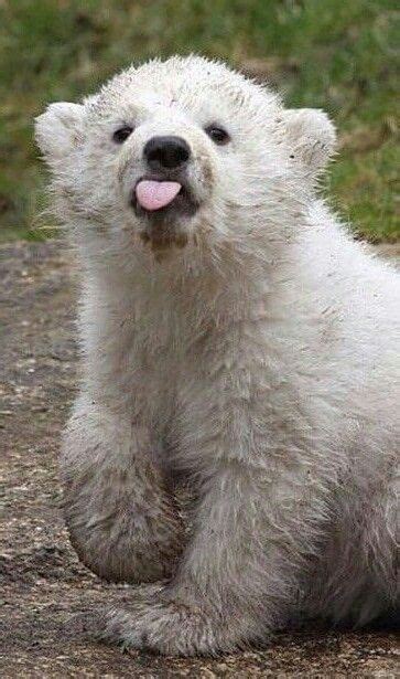Funny Baby Polar Bear Pictures